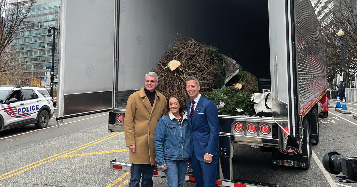 IG-Christmas-Tree-1-1200x628