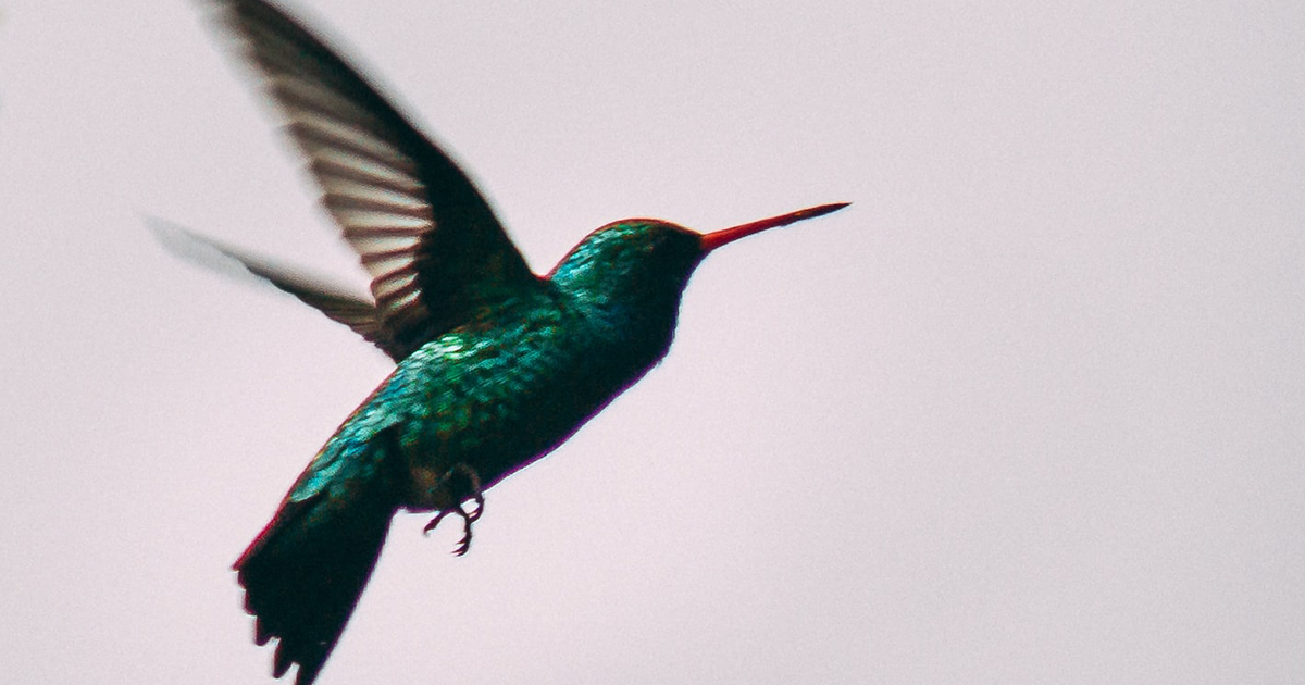 hummingbird-1200x630